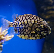 Систему «Умный аквариум» с дозатором удобрений создают в Новосибирске