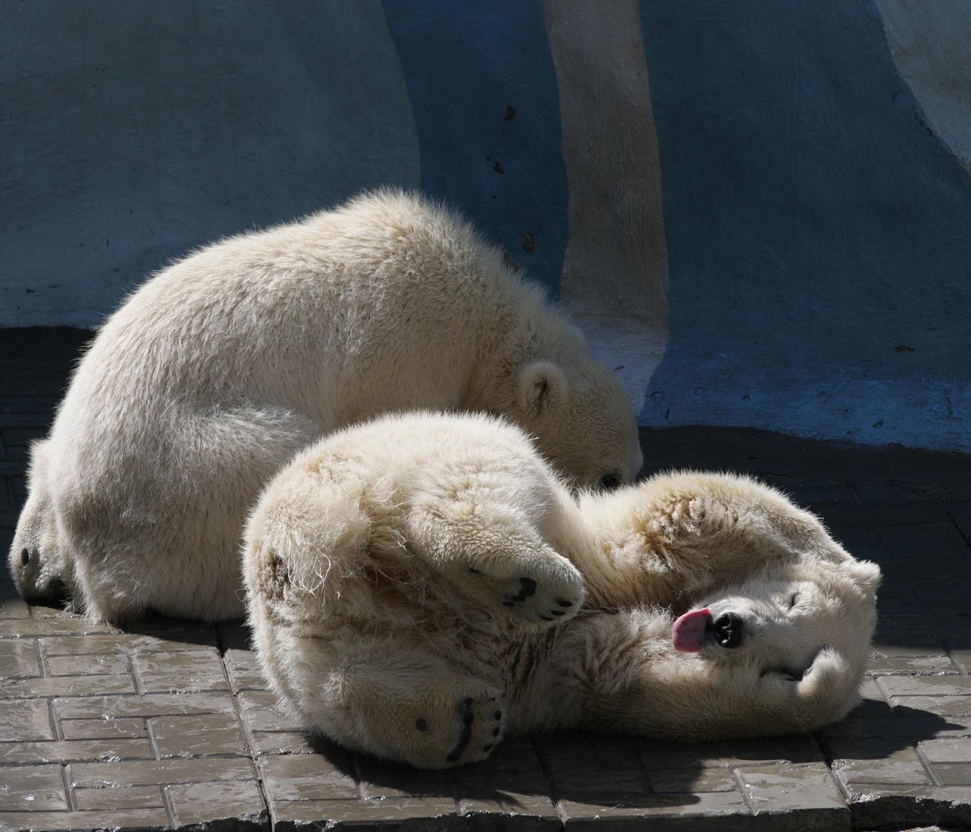 Белые медвежата устроили гладиаторские бои в новосибирском зоопарке