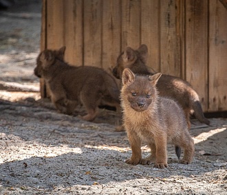 Шестеро красных волчат родились в Новосибирском зоопарке
