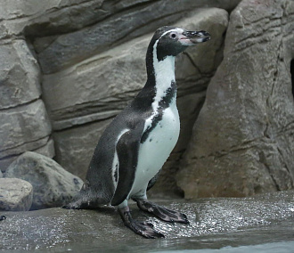 Беби-бум в зоопарке: выдрята, оленята, пингвинята умиляют посетителей
