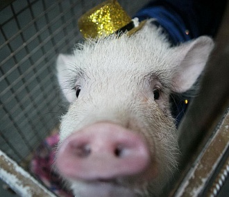 Подложить себе свинью: стоит ли заводить минипига дома