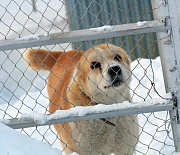 Одичавшие собаки загрызли собрата в левобережье Новосибирска (18+)