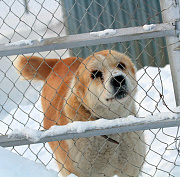 Одичавшие собаки загрызли собрата в левобережье Новосибирска (18+)