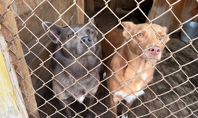 160 кг мяса покупают ежедневно для собак в приюте «Верность»