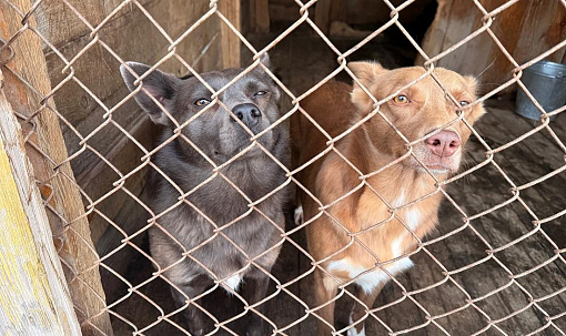 160 кг мяса покупают ежедневно для собак в приюте «Верность»