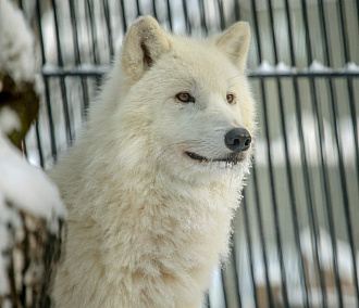 Тундровые волки: в приложение «Зоопарк НСК» добавили новых животных