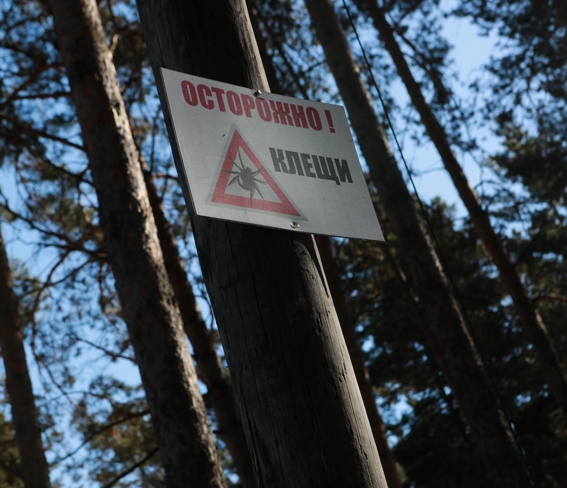Клещи укусили 904 жителя Новосибирской области