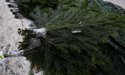 Новосибирцев предупредили о наказании за вырубку хвойных деревьев