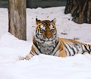 Умер 20-летний амурский тигр Максимус из Новосибирского зоопарка