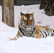 Умер 20-летний амурский тигр Максимус из Новосибирского зоопарка