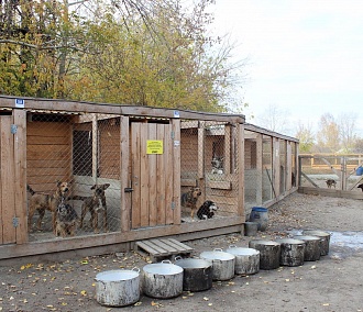 Жители Новосибирска собрали «Газель» вещей для собачьего приюта