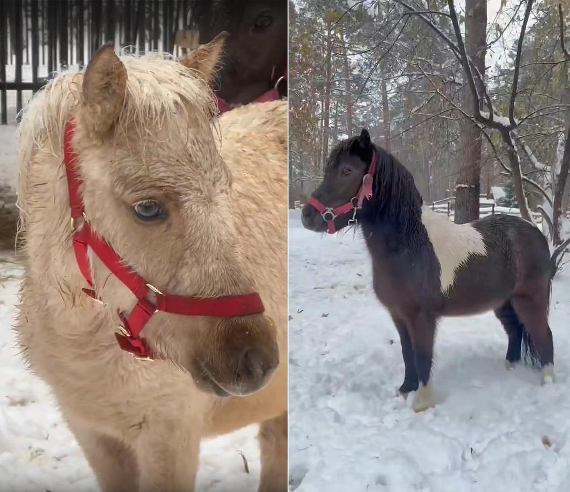 Гнедо-пегий конь и три пони поселились в новосибирском зоопарке