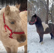 Гнедо-пегий конь и три пони поселились в новосибирском зоопарке