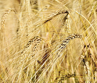 Пшеница подорожала в Новосибирской области из-за засухи