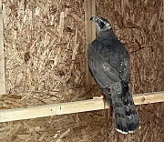 Ястреба-тетеревятника Адель взяли работать на Гусинобродский полигон