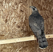 Ястреба-тетеревятника Адель взяли работать на Гусинобродский полигон