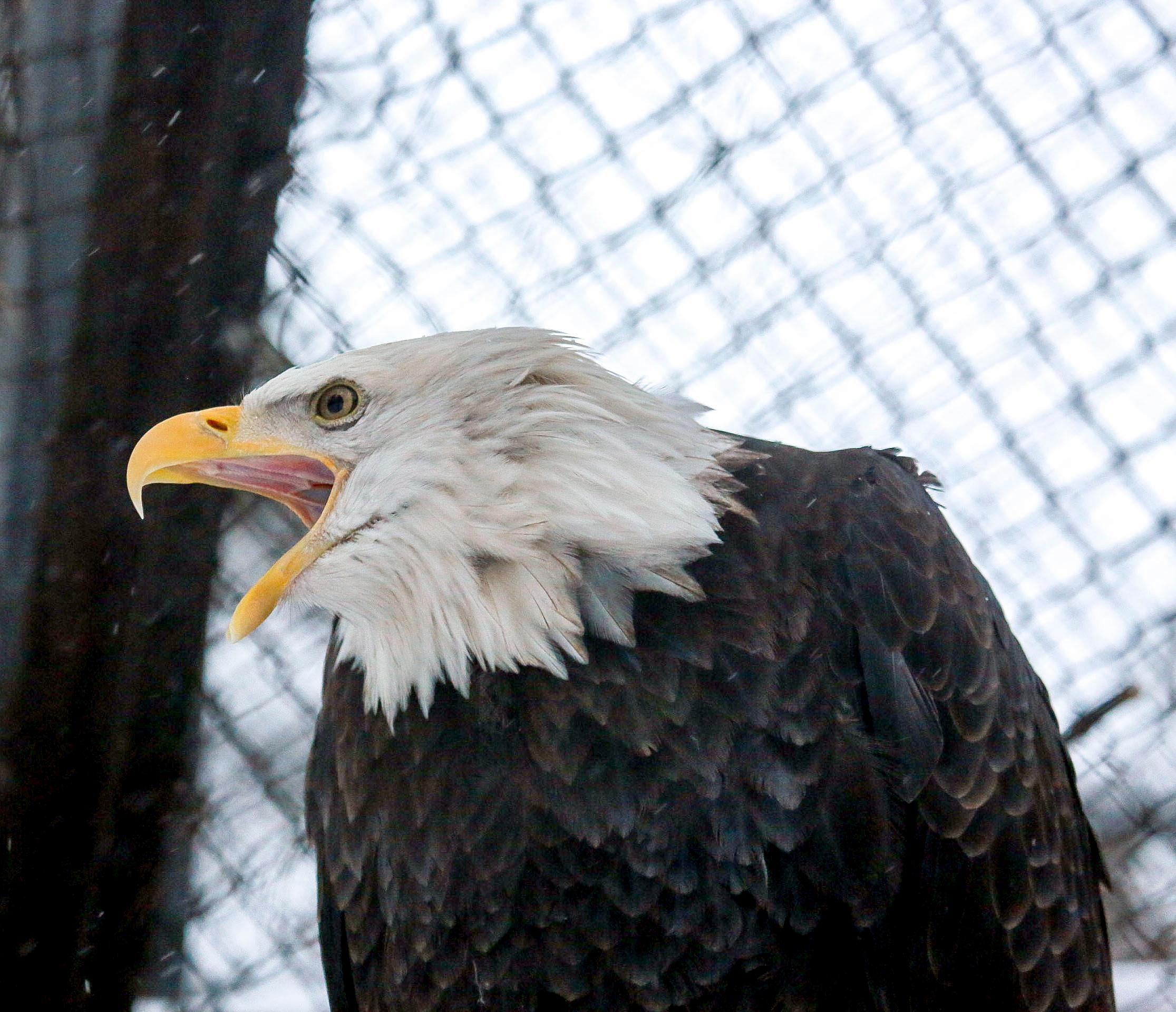 Новосибирский зоопарк сократил график работы ещё на час