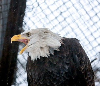 Новосибирский зоопарк сократил график работы ещё на час