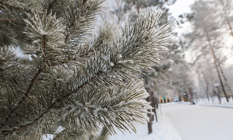 Холодный фронт с северных широт принесёт в Новосибирск 24-градусный мороз