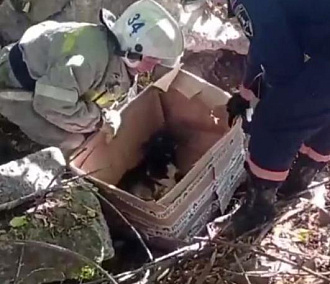 Испуганного щенка вызволили из-под бетонных плит в Новосибирске