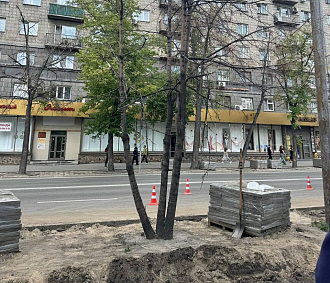 30 молодых лип высадят взамен погибших вдоль Театрального сквера
