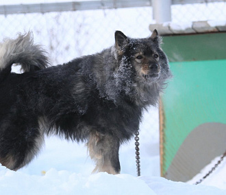Место под новый приют для собак в Новосибирске начнут искать весной