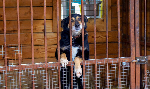 Зоозащитники смогут контролировать исполнение закона о бродячих собаках