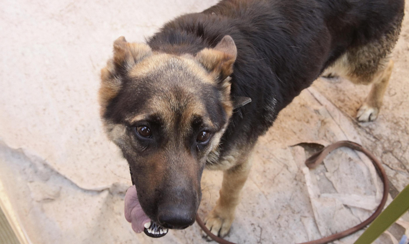 Глава СК заинтересовался стаей злобных бродячих собак на Затулинке
