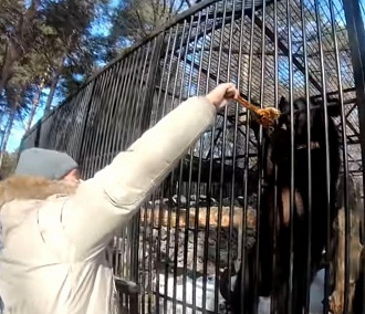 Директор зоопарка накормил гималайских мишек блинами с вареньем