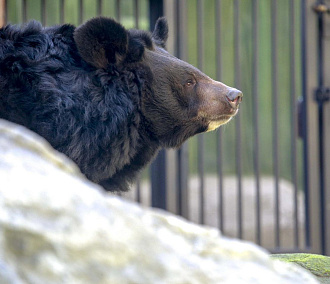 Новые просторные вольеры построили для медведей в новосибирском зоопарке