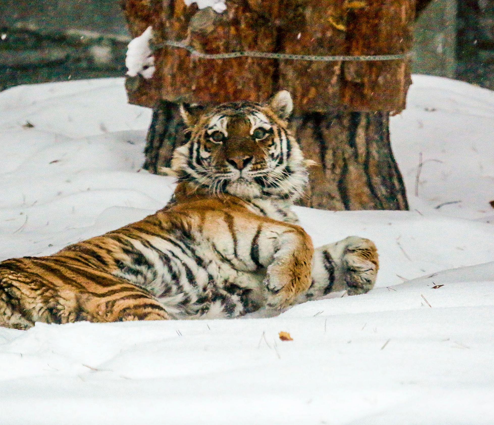 Новосибирский зоопарк станет закрываться на час позже