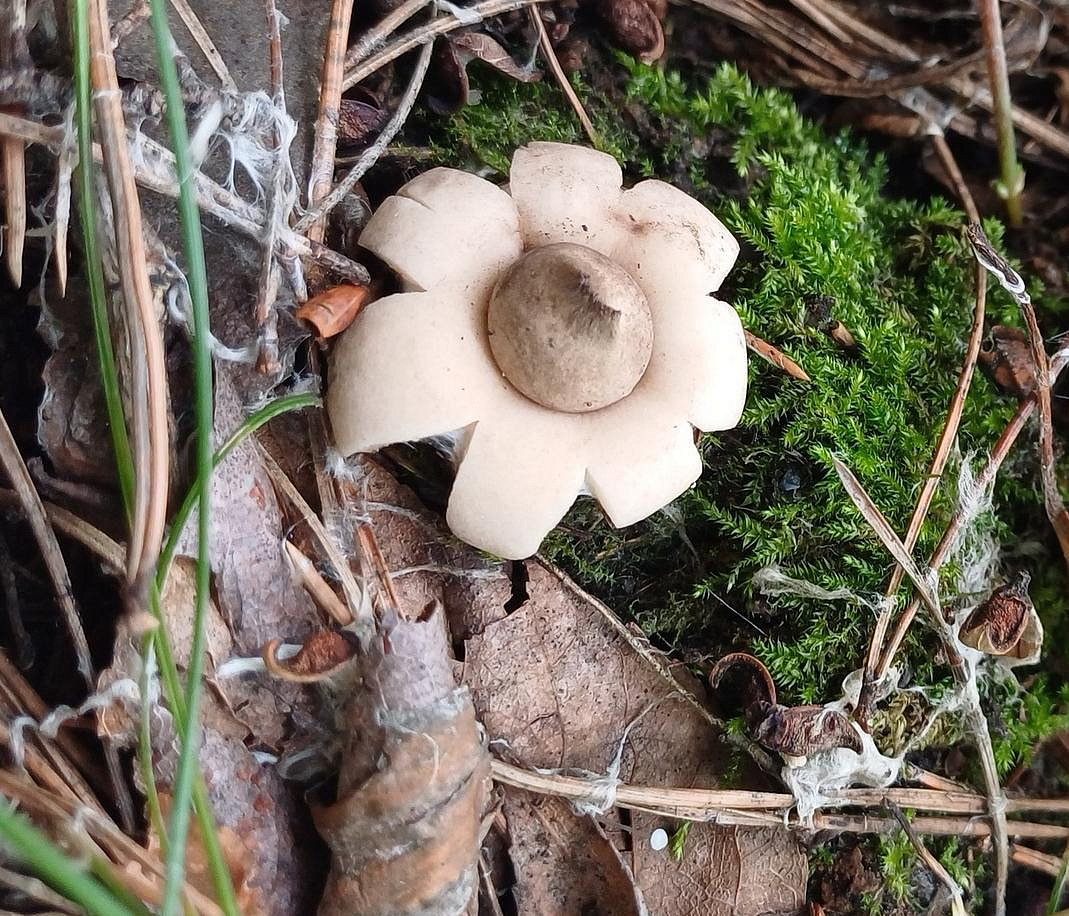 Похожие на звёзды грибы со вкусом бумаги нашли в Бугринском лесу