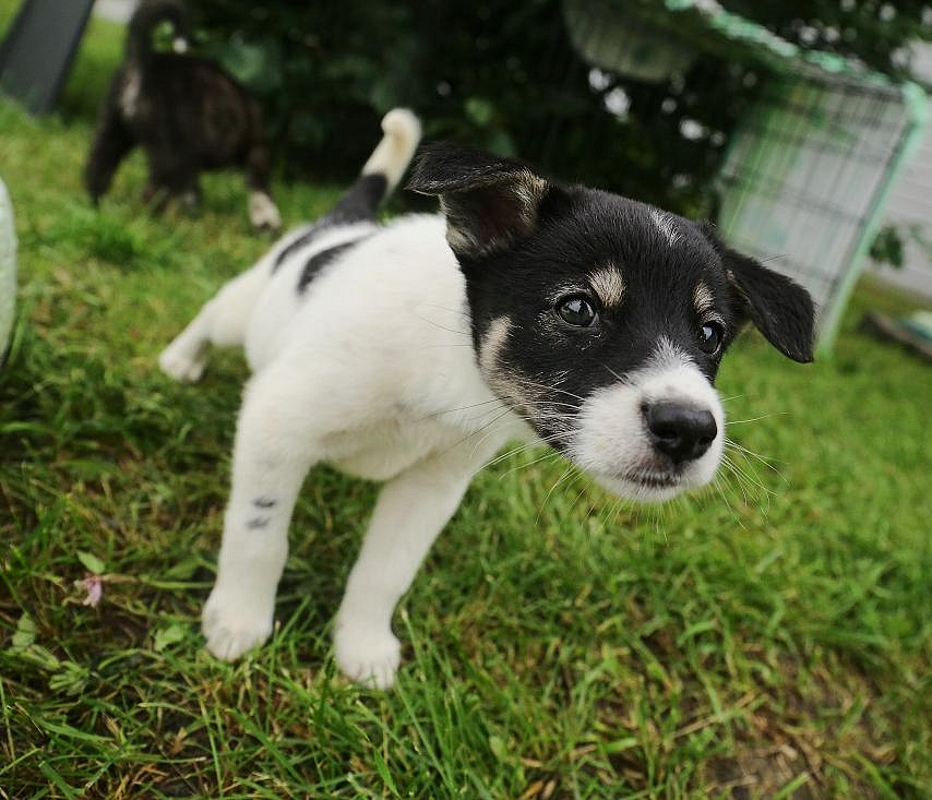 В Новосибирске на проект городского приюта для животных потратят 10 млн