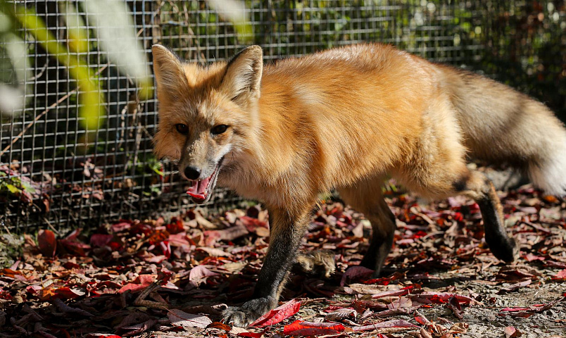 Карантин по бешенству установили сразу в пяти сёлах под Новосибирском