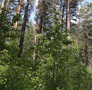 Леса Новосибирской области обработают от прожорливого шелкопряда