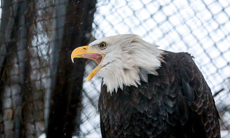 Новосибирский зоопарк сократил график работы ещё на час