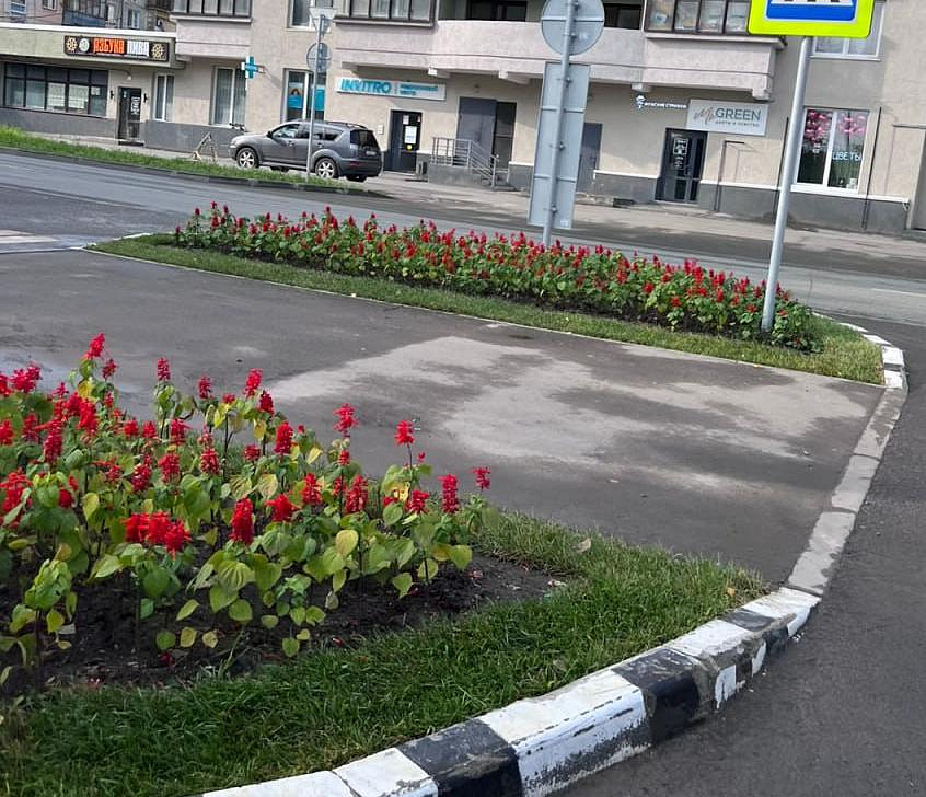 Сальвии, лилейник, катарантусы: 5000 цветов высадили в Первомайке