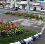 Сальвии, лилейник, катарантусы: 5000 цветов высадили в Первомайке