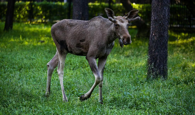 Охотиться на лосей, косуль и медведей разрешат не больше 30 дней