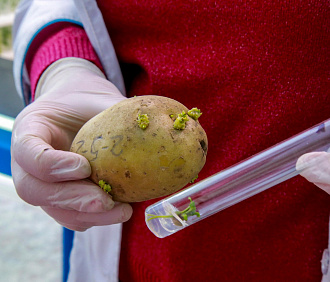 Устойчивую к раку красивую картошку вывели учёные в Новосибирске