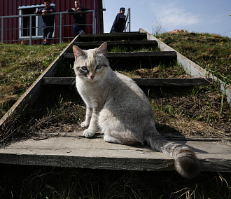 Стерилизовать кошку можно за 1200 рублей в Новосибирске