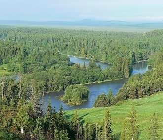Новосибирская авиакомпания посадит миллион деревьев в Сибири