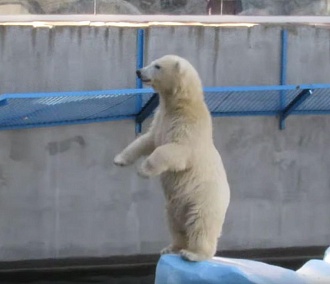 Медвежонок Шайна ходит на задних лапах в Новосибирском зоопарке