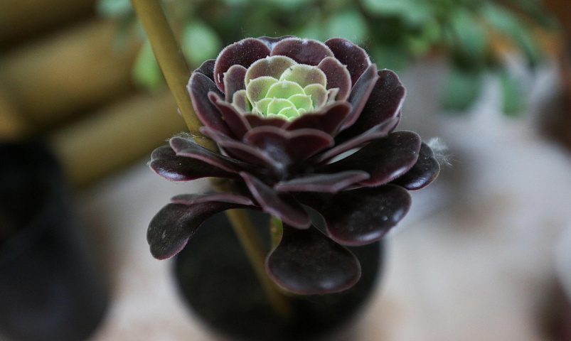 Папоротники и хойи: редкие комнатные растения покажут в «Дачной академии»