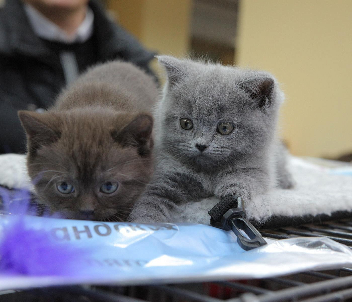 Международная выставка кошек «Гран-при Сибири» пройдёт в Новосибирске