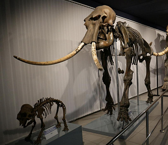 Чем уникален «мамонтовый» зал в новосибирском Музее природы