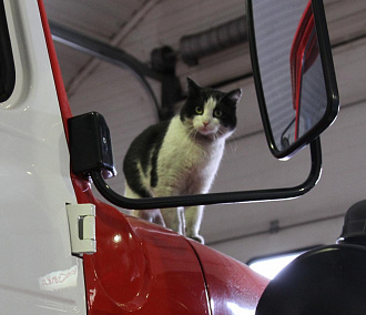 Клещ укусил знаменитого кота Гидранта из новосибирской пожарной части