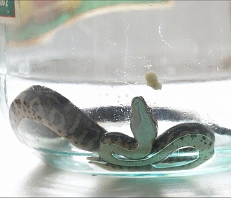 Африканский питон или гадюка? — новосибирцы нашли в подъезде змею