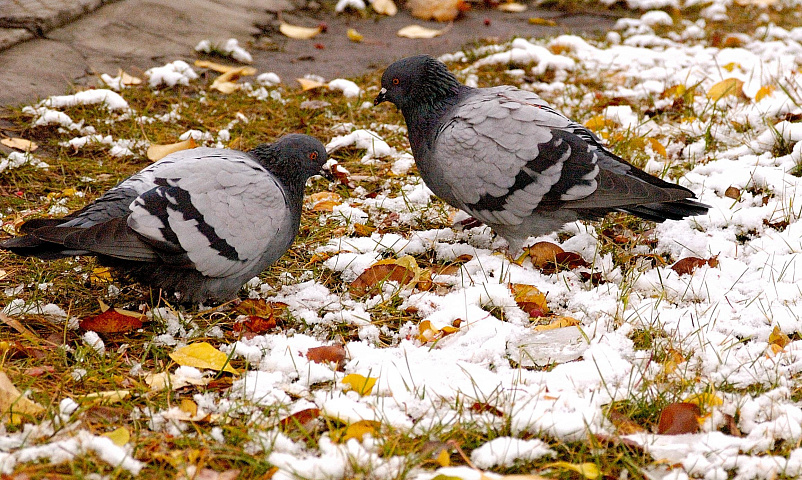 Мокрый снег и ветер обещает гидрометцентр на выходные в Новосибирске