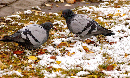 Мокрый снег и ветер обещает гидрометцентр на выходные в Новосибирске